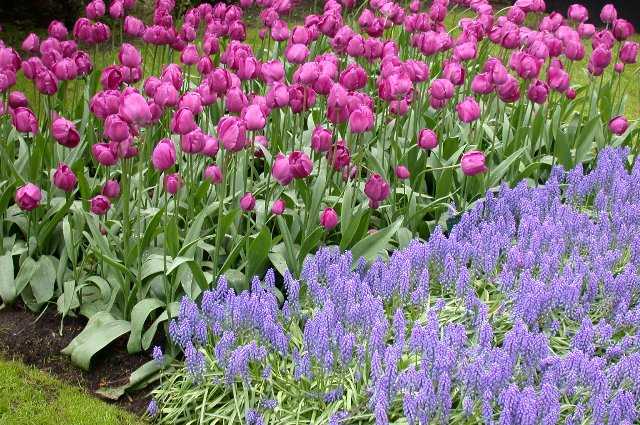 Tulips, Keukenhof