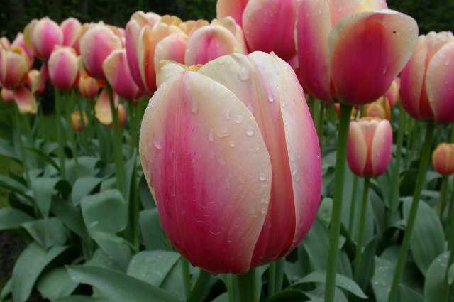 Tulips, Keukenhof