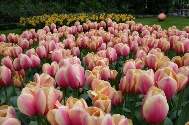 Tulips, Keukenhof