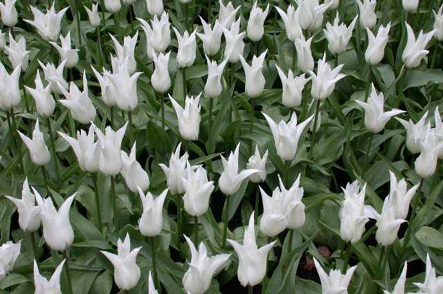 Tulips, Keukenhof