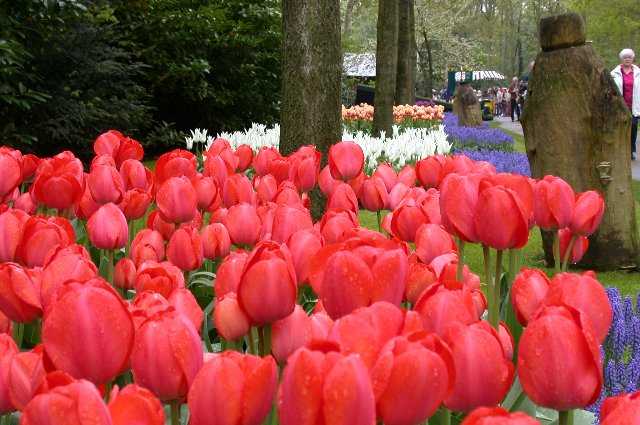 Tulips, Keukenhof