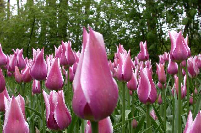 Tulips, Keukenhof