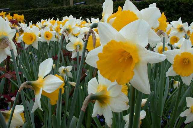 Narcis, Keukenhof