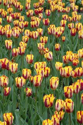 Tulips, Keukenhof