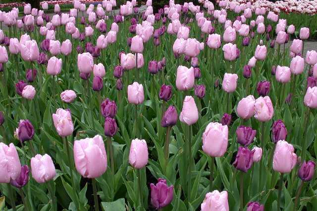 Tulips, Keukenhof