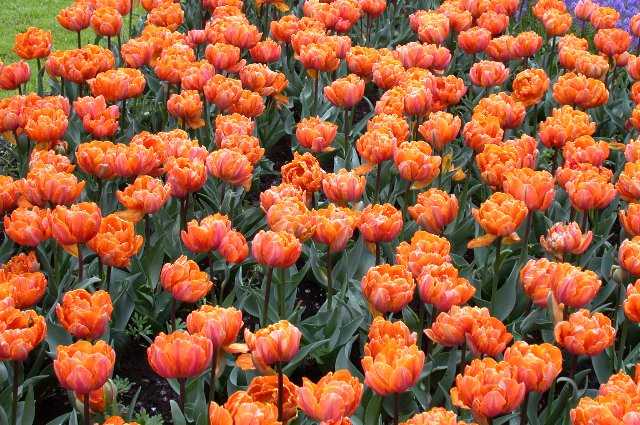 Tulips, Keukenhof