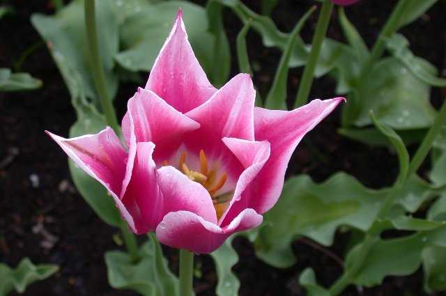 Tulip, Keukenhof