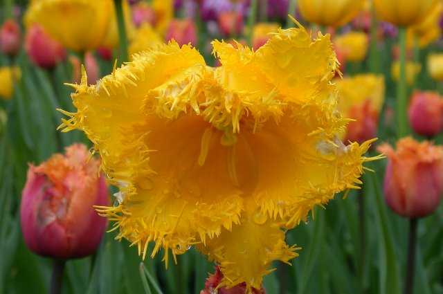 Tulip, Keukenhof