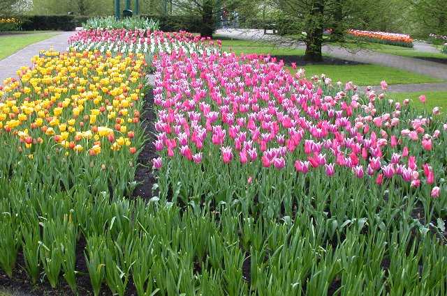 Tulips, Keukenhof