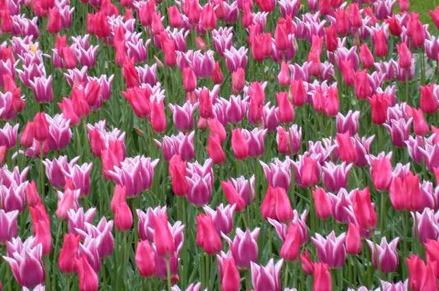 Tulips, Keukenhof