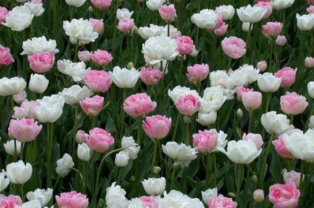 Tulips, Keukenhof