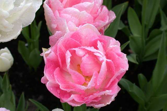 Tulips, Keukenhof