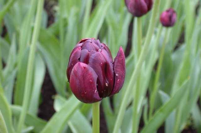 Tulip, Keukenhof