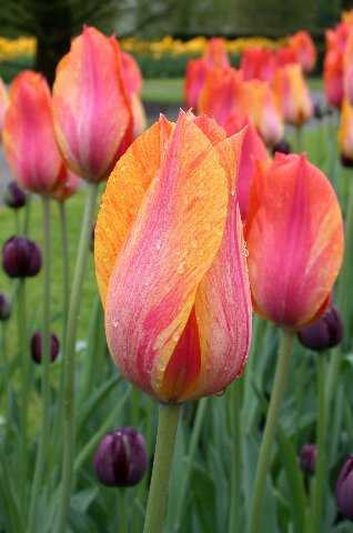 My Favorite Tulip, Keukenhof