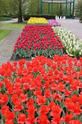 Tulips, Keukenhof