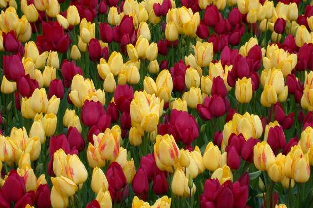 Tulips, Keukenhof