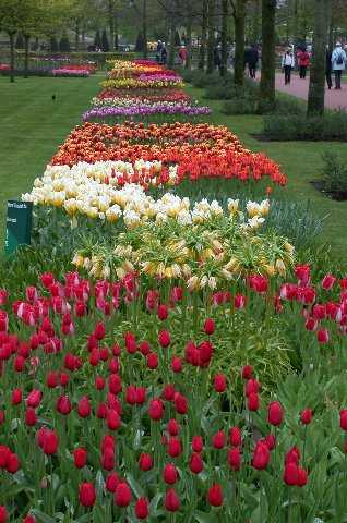 Tulips, Keukenhof