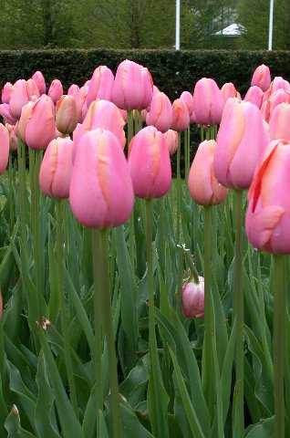 Tulips, Keukenhof