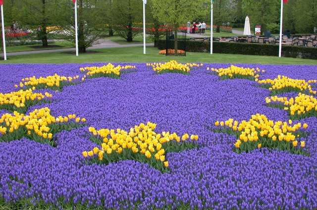 European Flag in Flowers, Keukenhof