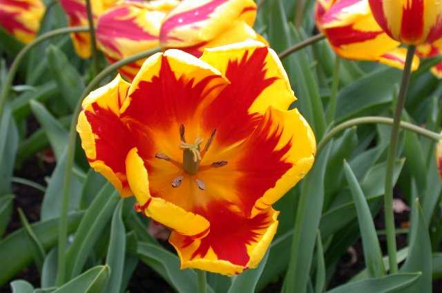 Tulips, Keukenhof