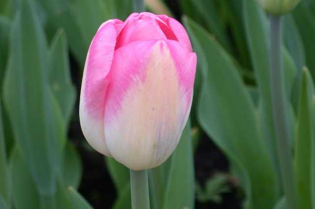 Tulip, Keukenhof