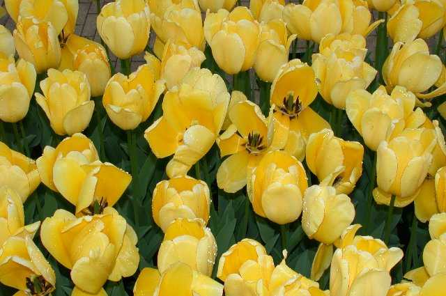 Tulips, Keukenhof