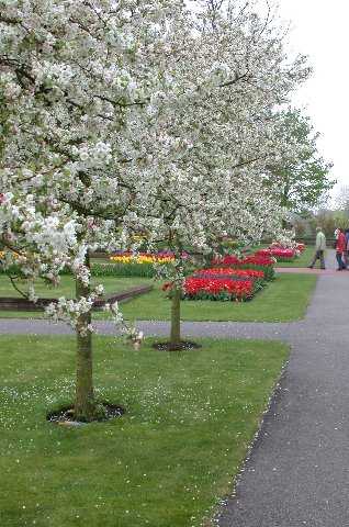 Blooming fruit trees, Keukenhof