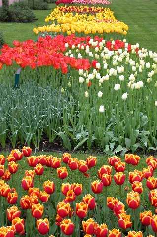 Tulips, Keukenhof