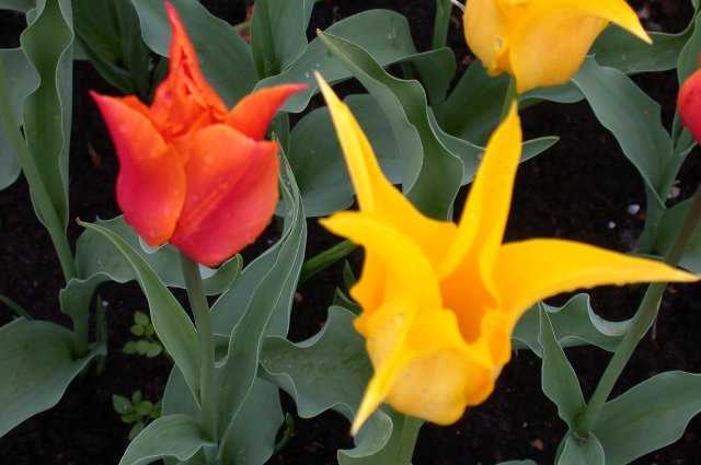 Tulips, Keukenhof