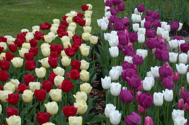 Tulips, Keukenhof