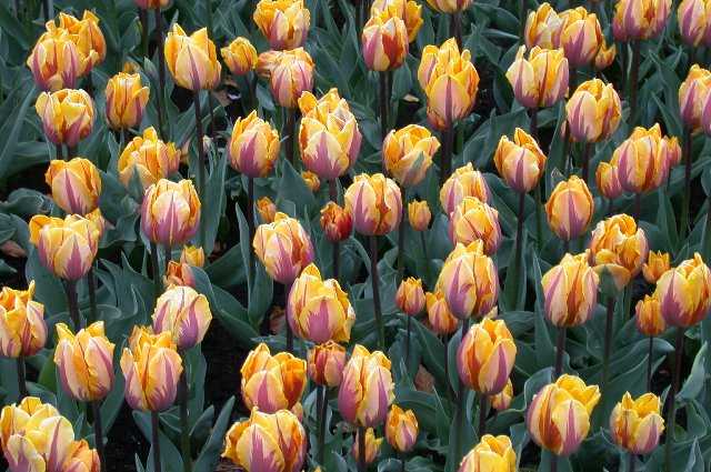 Tulips, Keukenhof