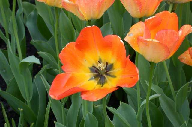 Tulips, Keukenhof