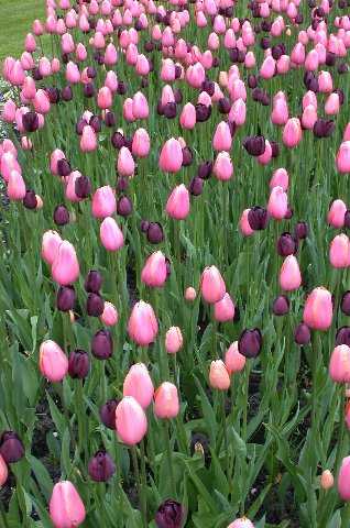 Tulips, Keukenhof