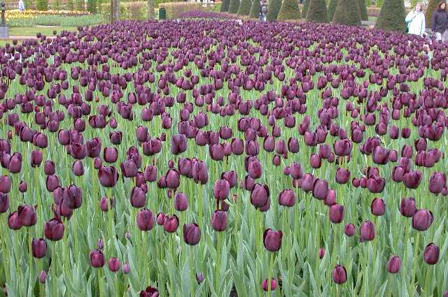 Black Tulips, Keukenhof