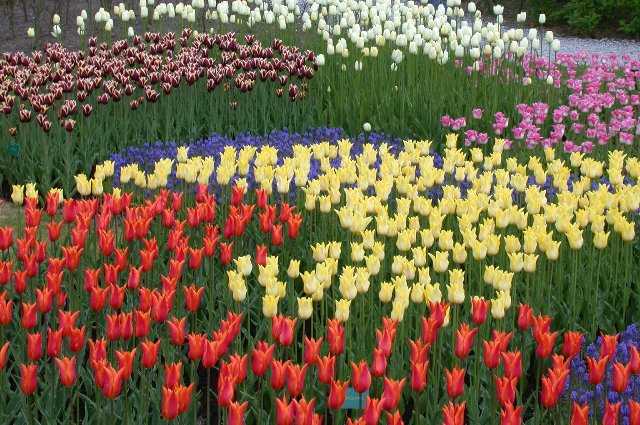 Tulips, Keukenhof