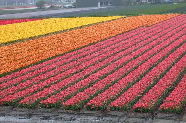 Bulb fields, Lisse, Keukenhof