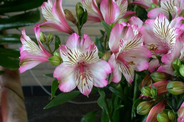 Flowers, Keukenhof