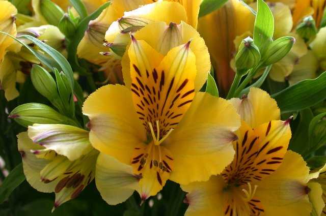 Flowers, Keukenhof