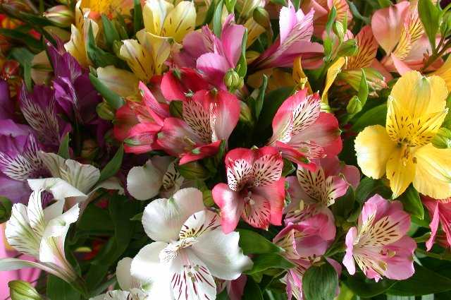 Flowers, Keukenhof