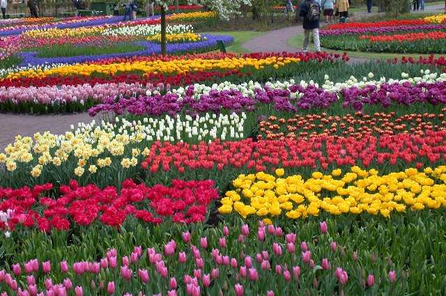 Tulips, Keukenhof