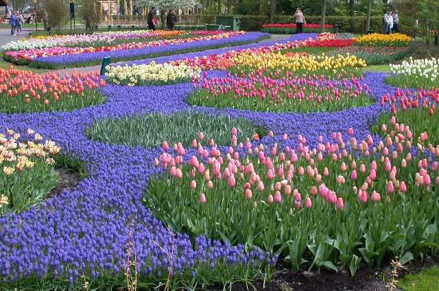 Tulips, Keukenhof