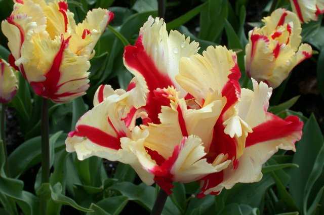 Tulips, Keukenhof