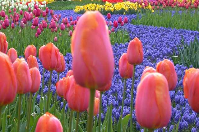 Tulips, Keukenhof