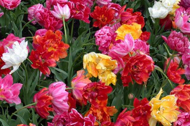 Tulips, Keukenhof