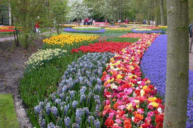 Tulips, Keukenhof