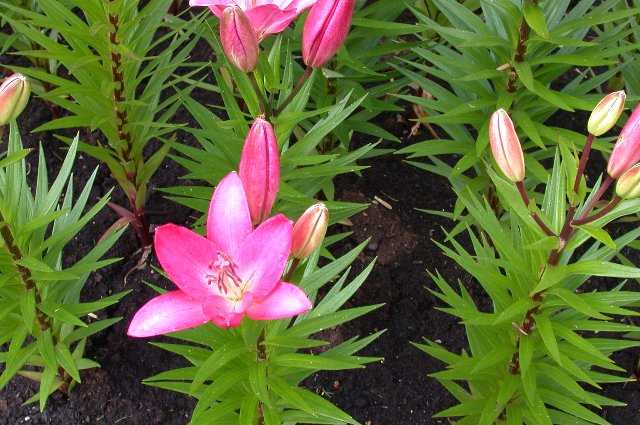 Flowers, Keukenhof