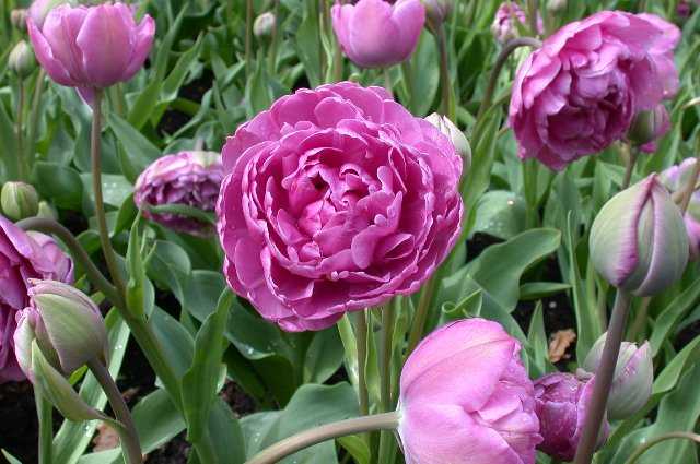 Tulips, Keukenhof