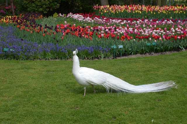 Bird, Keukenhof