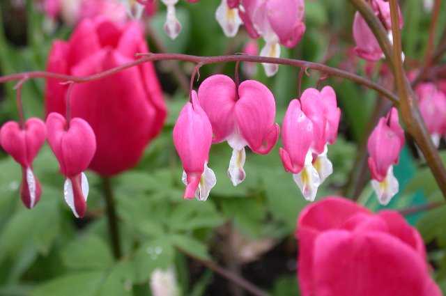 Flowers, Keukenhof
