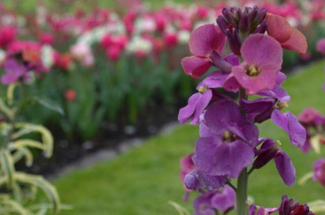 Flowers, Keukenhof